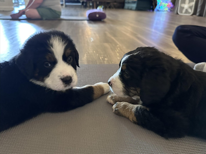 Puppy Yoga