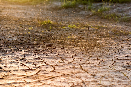 Think Green Thursday: Drought Tolerant Gardens