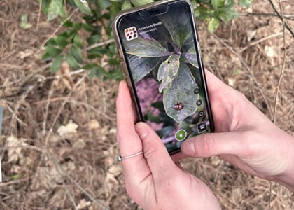 City Nature Challenge at the JC Raulston Arboretum