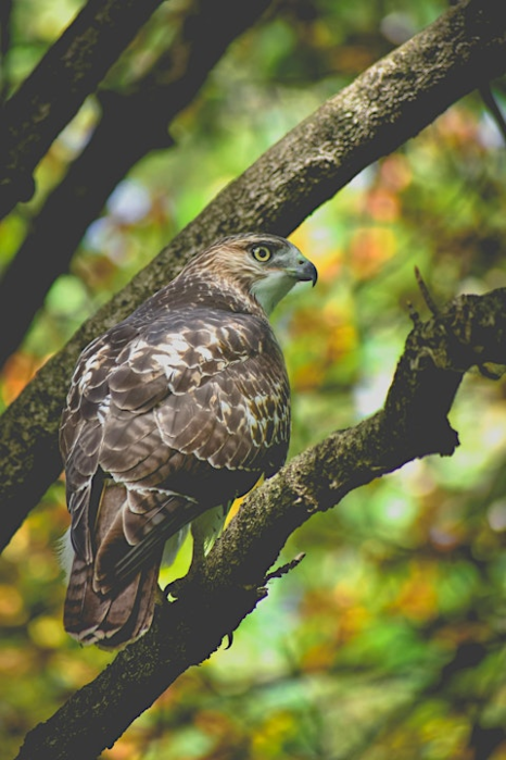 Southern Appalachian Birds Through the Seasons | AVL GO