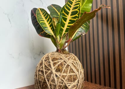 DIY- KOKEDAMA WELLNESS WORKSHOP