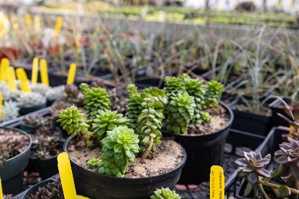 Spring Plant Sale