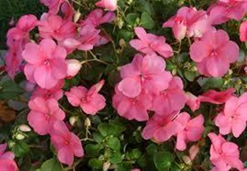 Shade And Woodland Gardening With Native Plants Winter Garden Workshops Growing Literacy Series Forecaster Local Events
