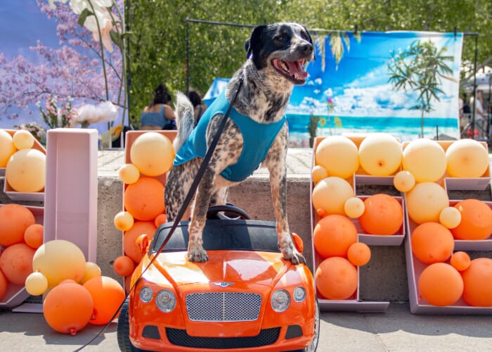 DoggieFest Toronto