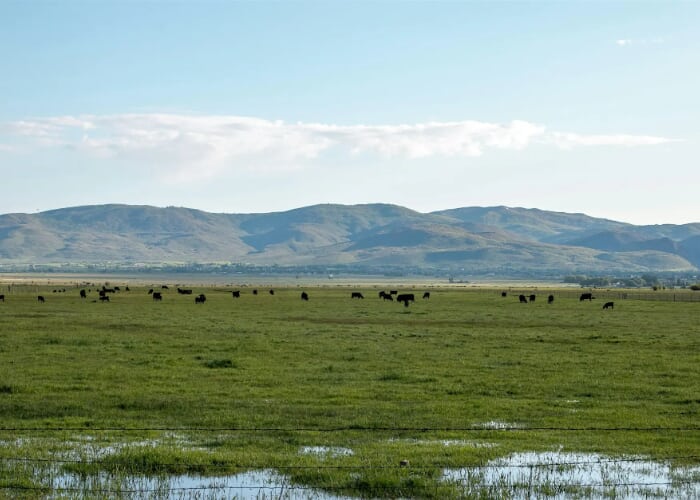 Ure Ranch Wetland Restoration