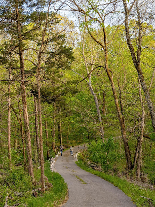Forest Immersion: Nature Rx with Russ Turpin