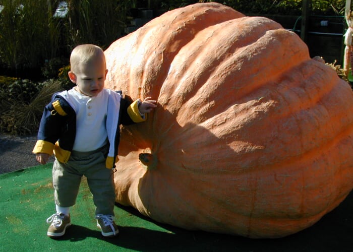 Giant 1822-pound Pumpkin and Children's Straw Maze