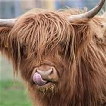 celtic calling gathering charleston wv wowk calendar wowk