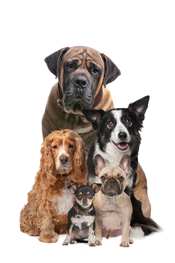 Pawsh Retreat - Dog Event in Santa Cruz
