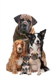 Paws for Reading