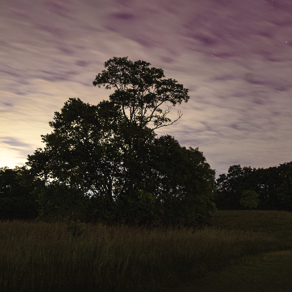2026 Twilight Critters: Summer