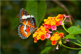 Butterfly ID Walk