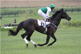 Western Horseback Riding