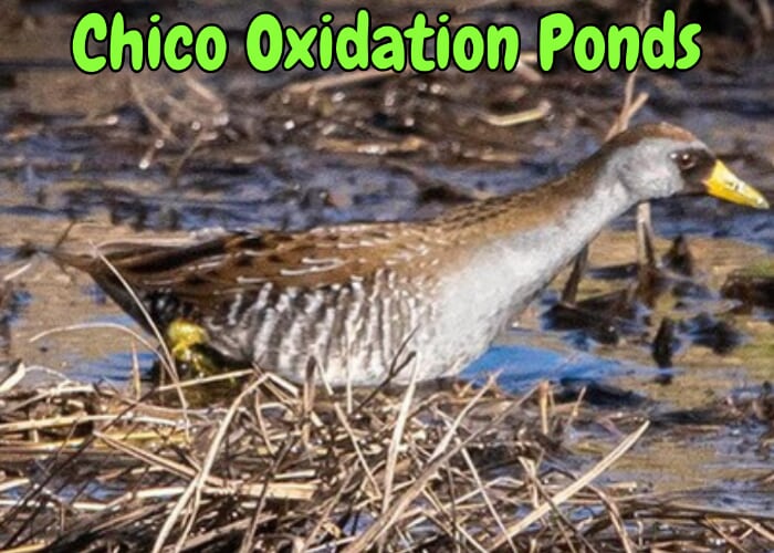 Chico Oxidation Ponds