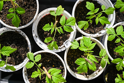 DIY: Seed Starting Workshop