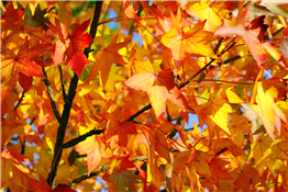 Potter's Bridge Fall Festival