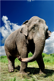 Nashville Zoo presents: ZooVentures