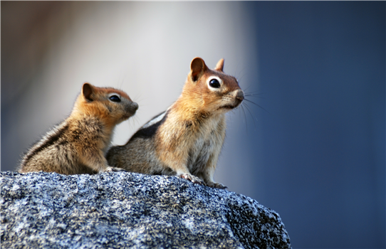 NEC Drop-in: Outstanding Opossums