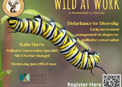 Wild At Work Stewardship Series: Pollinator Conservation