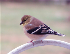 Birdwatching @ Indian Trail Park