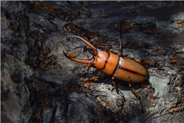 After Dark: A Nocturnal Insect Walk