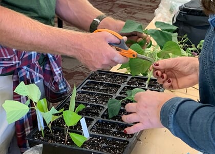 Propagation Workshop: "Beginner Softwood Cuttings"
