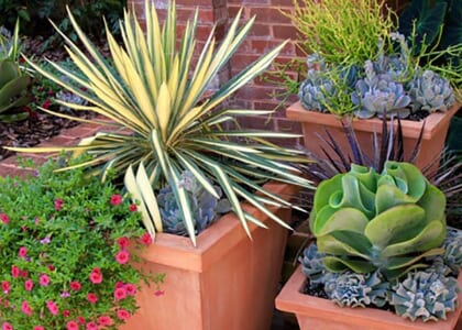 Gardening in Containers: A Hands-on Workshop