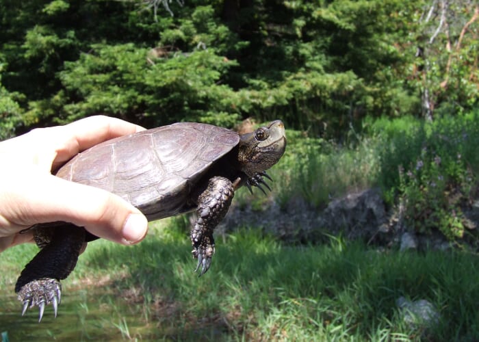 Western Pond Turtle Conservation with Santa Cruz Water Department