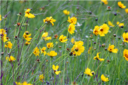 Starting a Wildflower Garden