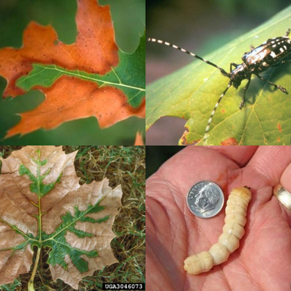Plant Health Monitoring: How YOU Can Help!
