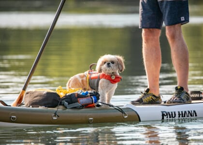 15th Annual Paddle for Puppies