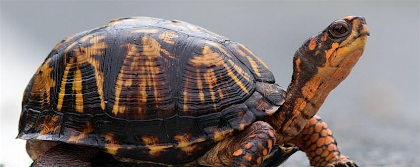 Project Turtles