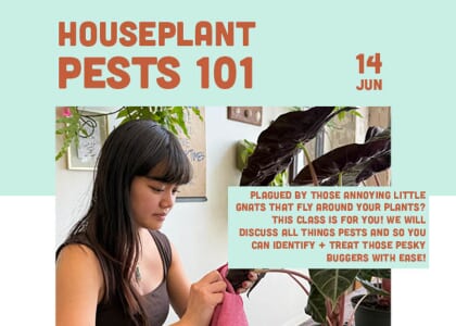Houseplant Pests 101