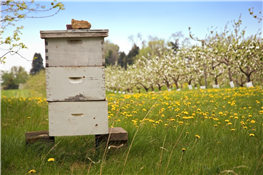 Portneuf Pollinator Partnership