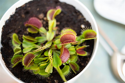 Carnivorous Plants & Bog Garden Workshop in Carrboro