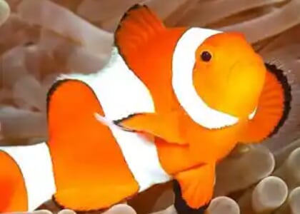 Wonderfully Weird Wednesdays: The Real Nemos