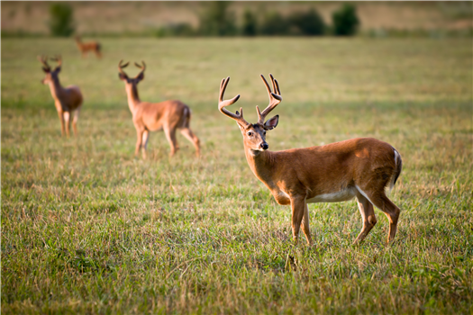 Meet Roanoke's Wildlife Ambassadors