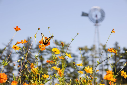 U-Pick Flowers