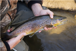 Fishing with Friends
