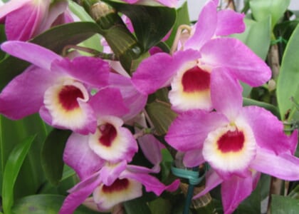 Coastal Carolina Orchid Society Annual Plant Auction