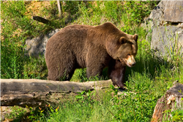 Dare to Bear