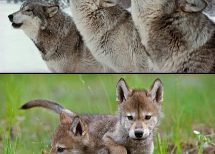 Living with Wolves – The Hidden Life of Wolves