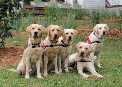 Public Service Dog Team Graduation
