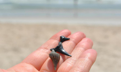 Jaws of the Sea