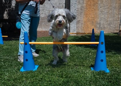 Cherry St Doggie Ice Cream Social (Black Mountain)