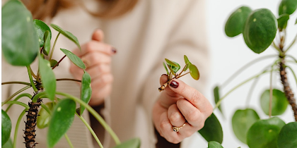 Propagation Techniques: Make More Plants!
