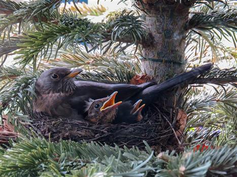 Project Feederwatch Wbdt Tv Calendar