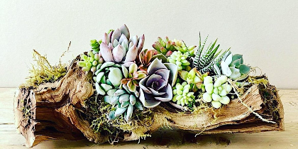 Living Succulent Driftwood Centerpiece Workshop