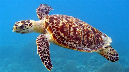 Let's Talk Sea Turtles