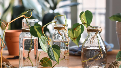 Plant Propagation 101